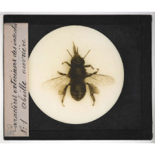 Caractères extérieurs des insectes. Abeille ouvrière.