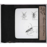 Les Insectes parasites de la vigne. Lopus sucaltus.