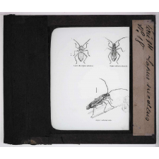 Les Insectes parasites de la vigne. Lopus sucaltus.