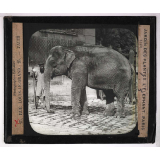 Jardins zoologiques. Jardin des Plantes. L'éléphant.