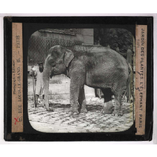 Jardins zoologiques. Jardin des Plantes. L'éléphant.