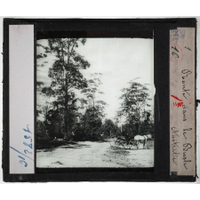 Australie. Série I. Géographie physique et indigènes. Route dans le Bush.