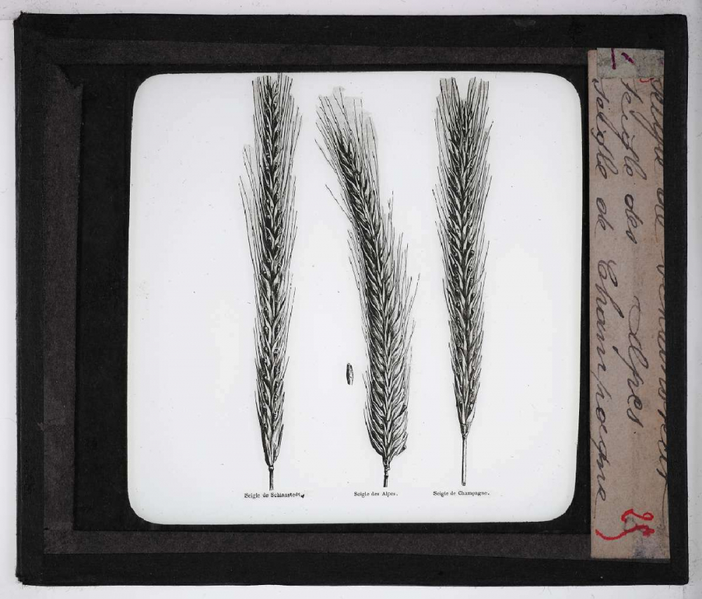 Les Plantes de grande culture. Seigle de Schlanstedt. Seigle des Alpes. Seigle de Champagne.