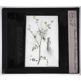 Les Plantes vénéneuses. Oenanthe phelandrium lamk. 