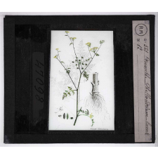 Les Plantes vénéneuses. Oenanthe phelandrium lamk.