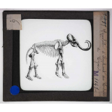 Ère quaternaire, ustensiles, nature, fossiles. Squelette d'éléphant du Lehm de Lyon.