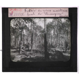 La Forêt. Notions élémentaires de sylviculture. Futaie de pins maritimes. Forêt de Mimizan (Landes).