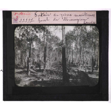 La Forêt. Notions élémentaires de sylviculture. Futaie de pins maritimes. Forêt de Mimizan (Landes).