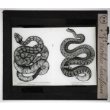 Morsures de serpents venimeux. Crotalus terrificus.