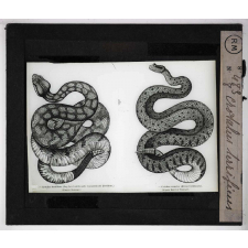 Morsures de serpents venimeux. Crotalus terrificus.