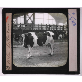 Races de bœufs, porcs, moutons. Vache hollandaise.