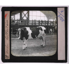 Races de bœufs, porcs, moutons. Vache hollandaise.