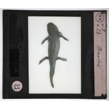 Reptiles et amphibiens. Axolotl.