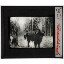 Pologne. Forêt de Bialovietz.