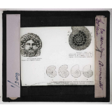Les Fossiles de l'ère secondaire. Ammonite.
