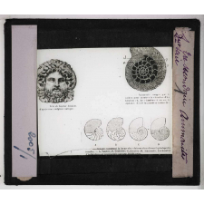Les Fossiles de l'ère secondaire. Ammonite.