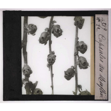 L'Ovaire et le fruit. Capsules du muflier.