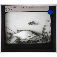 Les Poissons d'eau douce. La brême.