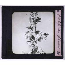 L'Art à l'école, décoration par les fleurs de printemps. Aubépine fleurie.