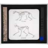 Locomotion terrestre chez les animaux. Squelettes d'homme et de tigre comparés.