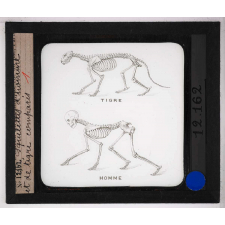 Locomotion terrestre chez les animaux. Squelettes d'homme et de tigre comparés.