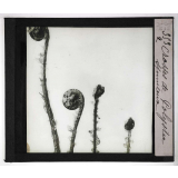 Les Plantes sans fleurs. Crosses de Polystic spinuleux. 