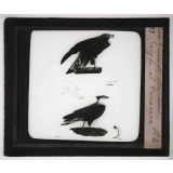 Les Oiseaux (grands rapaces). Aigle et caracara.
