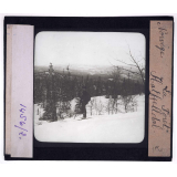 Norvège, la forêt. Hatfjelldal.