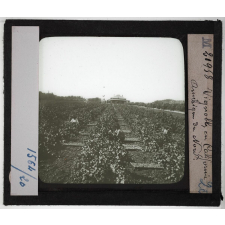 Etats-Unis. Région du Far-West. Vignobles en Californie.