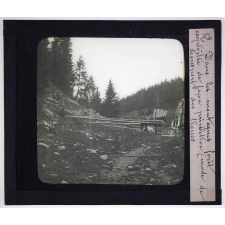 La Roumanie. Dans les montagnes forêt exploitée de façon primitive (mode de transport des troncs).
