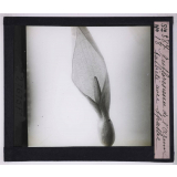 La Ramification et les inflorescences. Inflorescence de l'Arum tacheté avec spathe.