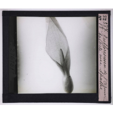 La Ramification et les inflorescences. Inflorescence de l'Arum tacheté avec spathe.