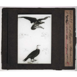 Les Oiseaux (grands rapaces). Catharte vautourien. 