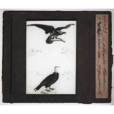 Les Oiseaux (grands rapaces). Catharte vautourien.