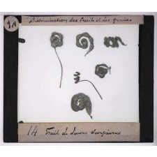 Dissémination des fruits et des graines. Fruits de divers Scorpiurus.