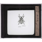 Les Insectes parasites de la vigne. Peritelus griseus.
