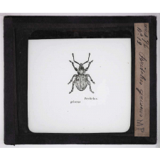 Les Insectes parasites de la vigne. Peritelus griseus.