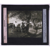 Paysagistes français. Troyon. Vache blanche se frottant.