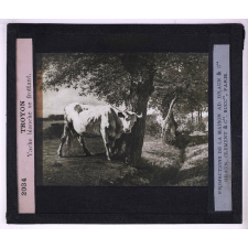 Paysagistes français. Troyon. Vache blanche se frottant.
