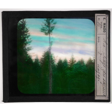 Au pays des sapins. L'élagage.