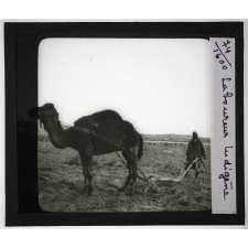 Algérie, Tunisie, Maroc. Laboureur indigène.