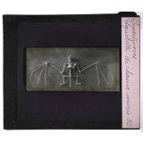 Insectivores & chéiroptères. Squelette de chauve souris.