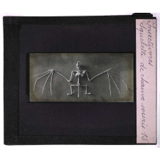 Insectivores & chéiroptères. Squelette de chauve souris.