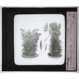 Les Plantes de grande culture. Brome de Schrader et Brome de Hongrie à épi large. 