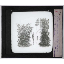 Les Plantes de grande culture. Brome de Schrader et Brome de Hongrie à épi large.