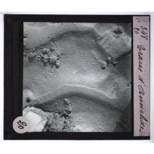 Ce qu'on voit en se penchant au bord de la mer. Traces d'annélides.