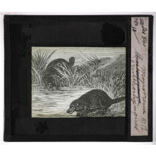 Les Iles. Monotrème ornithorynques.