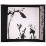 Les Orchidées. Ophrys frelon.