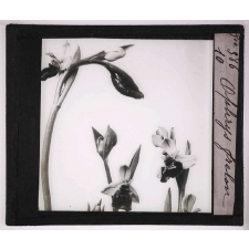 Les Orchidées. Ophrys frelon.