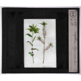 Les Plantes vénéneuses. Daphne mezereum.
